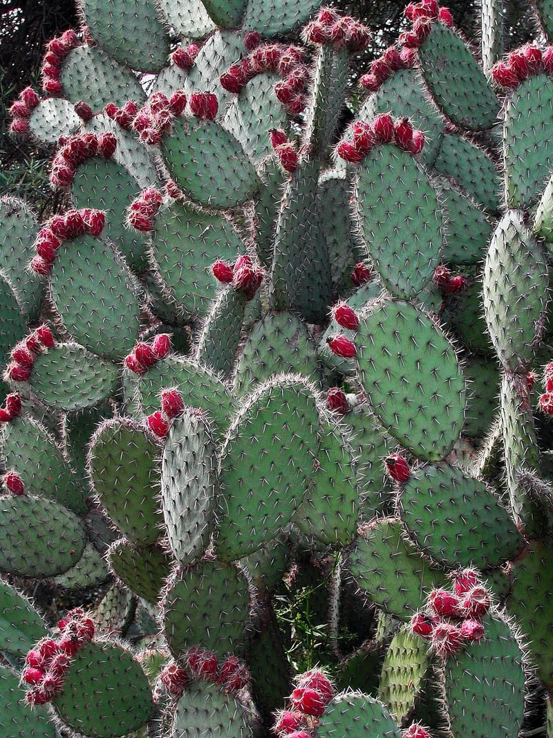 Cactus Plants