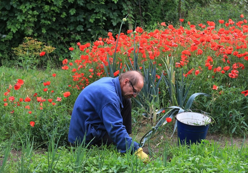 Hand pulling weeds in a garden